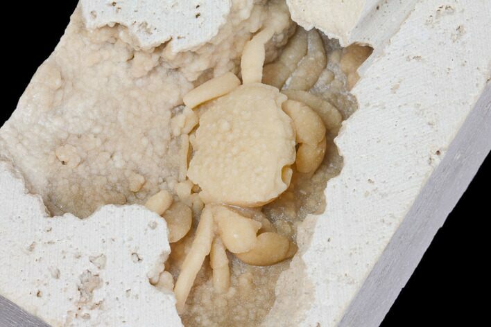 Fossil Crab (Potamon) Preserved in Travertine - Turkey #145053